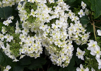 White hydrangea blooming plant