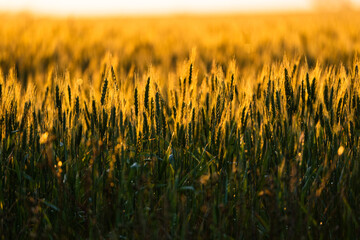 Wheat at sunset. 