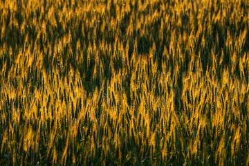 Close up of Wheat at sunset. 