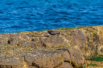 Sooty Oystercatcher