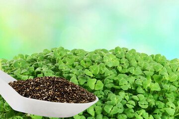 chia seeds Salvia hispanica in spoon with plant leaves on blur bokeh background with copy space