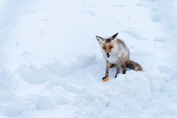 Wild red fox sits in the snow against the backdrop of industrial gray structures