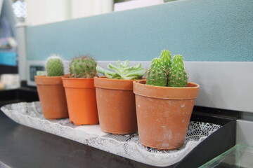 A group of cactus in a pot in the office