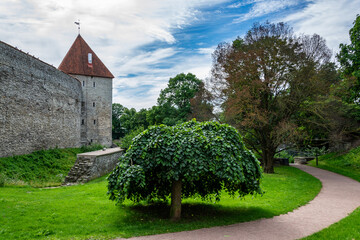 Tallinn, Estonia - City wall Towers, in the foreground is a tree (elm) with dense green branches Ulmus glabra Camperdownii, green tra, white clouds against a blue sky, walking path.