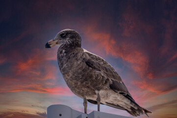 Late Afternoon Pacific Gull