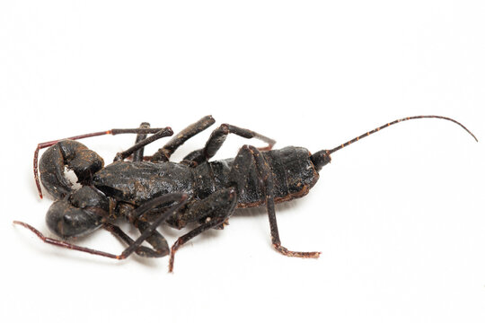 Close up of whip scorpion or vinegarroon (Mastigoproctus giganteus) on white background

