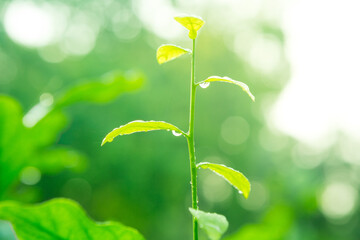 Water drop on Leaves growing with sunlight  on bokeh background