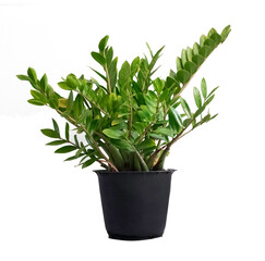 Zamioculcas isolated on white background.