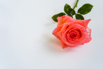 Fresh scarlet rose on gray background with copy space as a background for congratulations