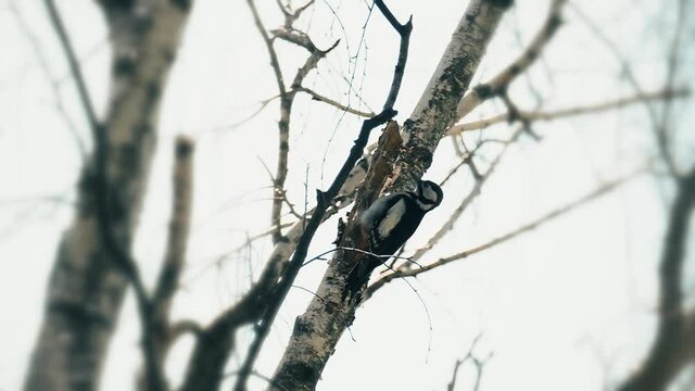 Woodpecker looking for food. Wild nature background. Bird in slow motion.