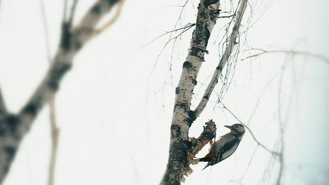Woodpecker hammering on wood. Wild nature background. Bird in slow motion.