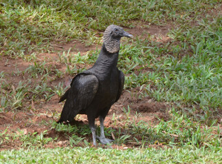 Black urubu (Coragyps atratus), South of USA, Central America, South America.