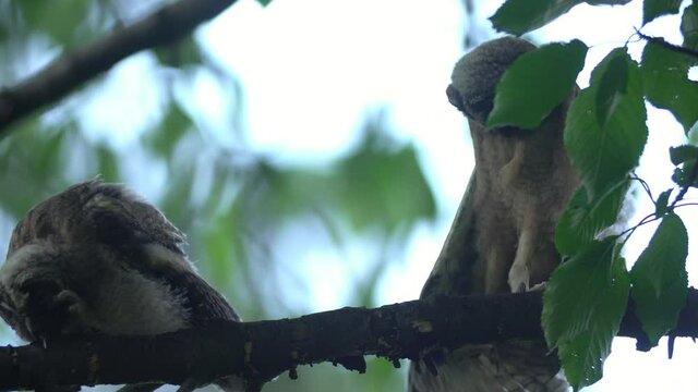 Close up of young long eared owl (Asio otus) group gazing and sitting on dense branch deep in crown. Wildlife tranquil portrait footage of bird siblings in natural habitat background.