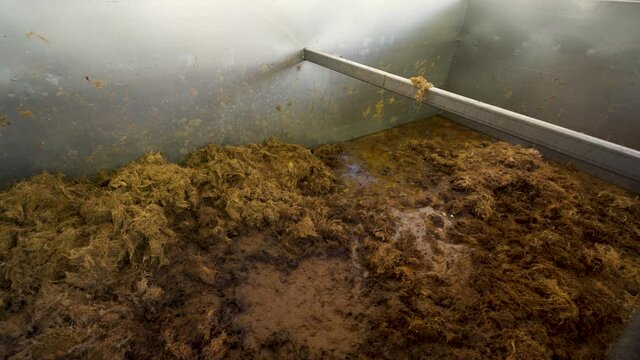Fibers of Crushed Agave Hearts, called "pi&ntilde;as", at a Distillery in Tequila, Jalisco, Mexico
