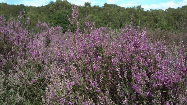 Common Heather, or Ling, Calluna vulgaris, in flower in late Summer. Highgate Common. Staffordshire. British Isles.