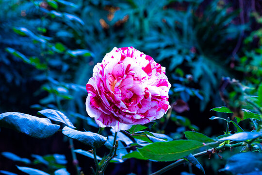 รูปภาพFloracion – เลือกดูภาพถ่ายสต็อก เวกเตอร์ และวิดีโอ1,217 | Adobe Stock