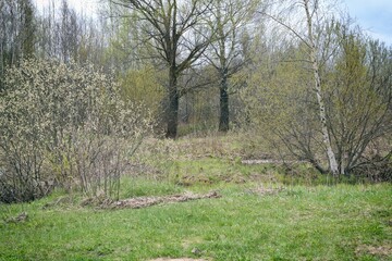Trees In Early Spring. Early spring by the forest, cloudy April landscape.