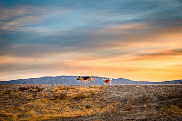 Dogs hike on the horizon at sunrise