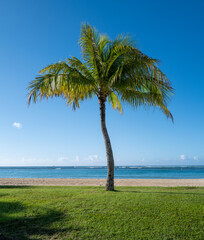 palm tree on the beach for use as a cover photograph.