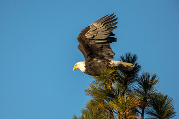 Getting ready for takeoff.