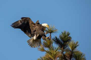 Bald eagle comes in for landing.