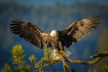 Eagle with open wings landing on branch.