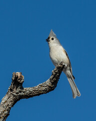 Tufted Titmouse