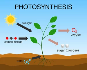 Foto op Canvas Vector illustration of the photosynthesis process. © AlexandraDaryl