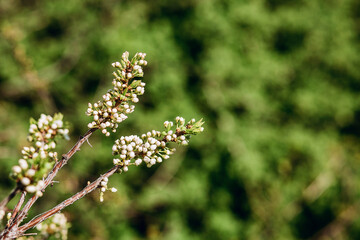 Spring greens. Branch of a tree with young leaves and flowers. selective focos