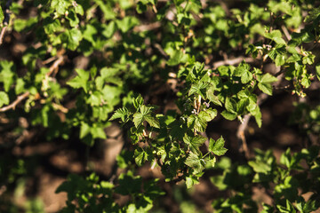 Spring greens. Branches of a currant tree with young leaves. selective focos