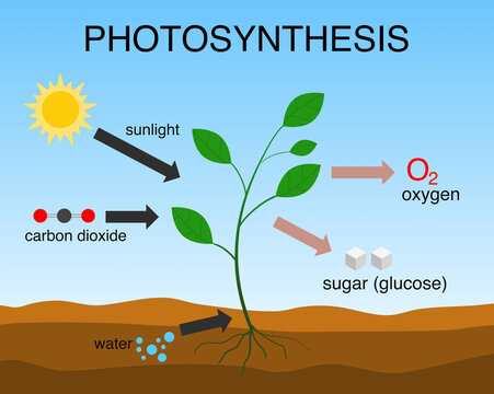 photosynthesis formula