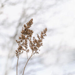 Beautiful winter plant, frozen grass in frost day. Natural environment. Seasons, ecology, botany natural background.