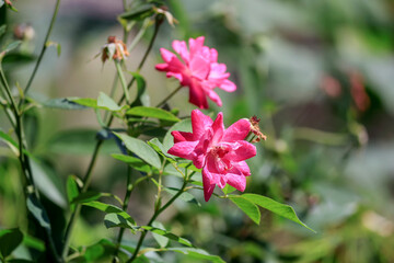 The pink rose on the tree is withering.