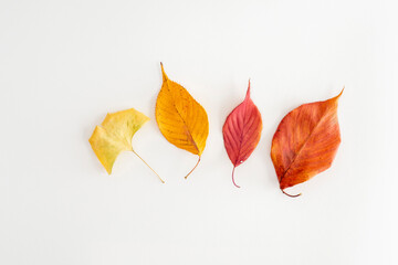 写真素材: 紅葉　白バック