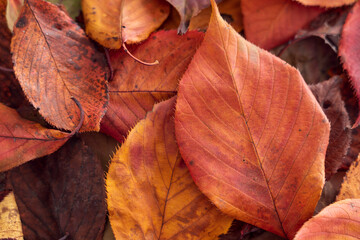 落ち葉　秋，冬のイメージ