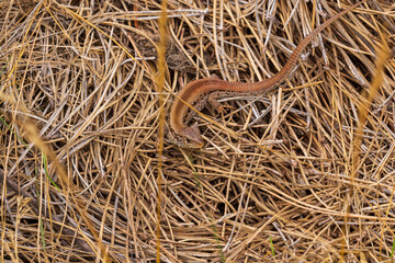 Eine Eidechse schlängelt sich über Stroh