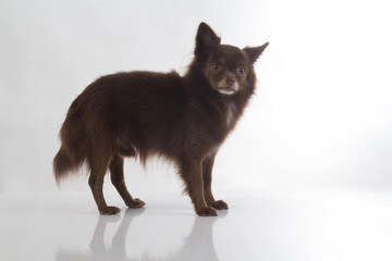 Cute dark brown chihuahua dog standing on white