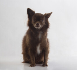 Cute dark brown chihuahua dog sitting on white
