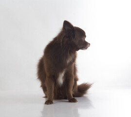 Cute dark brown chihuahua dog sitting on white