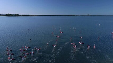 Aerial shots from a drone of a group of flamingos in a protected pond in southeast France. - Powered by Adobe