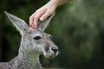 Adult Kangaroo being patted