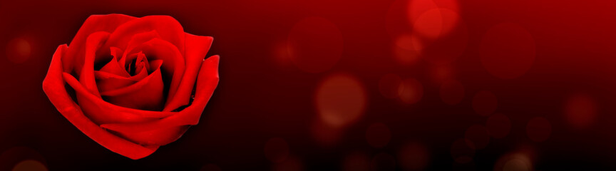 Naklejka premium red rose on red with blur lights background in panoramic view