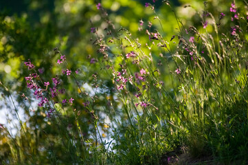 Kompozycja roślinna trawy kwiaty w pięknym oświetleniu	
