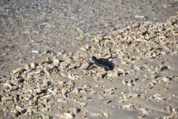 Baby Sea Turtle Just About to Reach the Sea, Con Dao, Vietnam