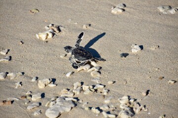 Baby Sea Turtle, Right Flipper Up, Crawling to the Sea, Con Dao, Vietnam