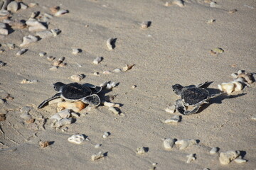 Two Sea Turtles Crawling Toward the Sea, Con Dao, Vietnam