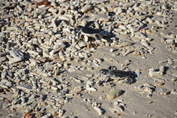 Two Sea Turtles Crawling Toward the Sea over Coral Fragments, Con Dao, Vietnam