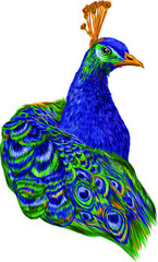 Obraz premium peacock portrait bird blue and green vector illustration