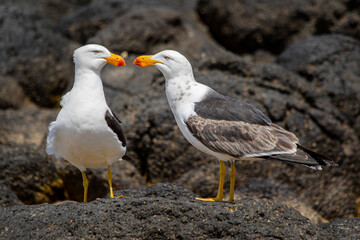 Obraz premium Pacific Gulls (Larus pacificus) on the rocks at Bancoora Beach.