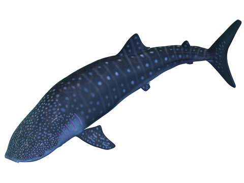 3d render of a whale shark